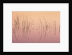 Hardsten Bulrush (scirpus Acutus) Manitoulin Island, Lake Mindemoya, Ontario, Canada by Anonymous