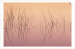 Hardsten Bulrush (scirpus Acutus) Manitoulin Island, Lake Mindemoya, Ontario, Canada by Anonymous