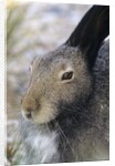 Artic Hare (lepus Articus) in Summer, Churchill Manitoba, Canada by Anonymous