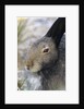 Artic Hare (lepus Articus) in Summer, Churchill Manitoba, Canada by Anonymous