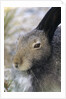 Artic Hare (lepus Articus) in Summer, Churchill Manitoba, Canada by Anonymous