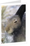 Artic Hare (lepus Articus) in Summer, Churchill Manitoba, Canada by Anonymous