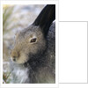 Artic Hare (lepus Articus) in Summer, Churchill Manitoba, Canada by Anonymous