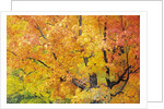 Red Maple in Autumn Foliage, Canada by Anonymous