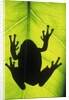 Silhouette of an Eastern Tree Frog (hyla Versicolor) Clinging to a Leaf, Walden, Ontario, Canada by Anonymous
