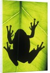 Silhouette of an Eastern Tree Frog (hyla Versicolor) Clinging to a Leaf, Walden, Ontario, Canada by Anonymous