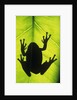 Silhouette of an Eastern Tree Frog (hyla Versicolor) Clinging to a Leaf, Walden, Ontario, Canada by Anonymous