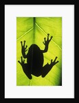 Silhouette of an Eastern Tree Frog (hyla Versicolor) Clinging to a Leaf, Walden, Ontario, Canada by Anonymous