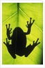 Silhouette of an Eastern Tree Frog (hyla Versicolor) Clinging to a Leaf, Walden, Ontario, Canada by Anonymous