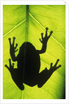 Silhouette of an Eastern Tree Frog (hyla Versicolor) Clinging to a Leaf, Walden, Ontario, Canada by Anonymous