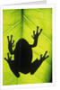 Silhouette of an Eastern Tree Frog (hyla Versicolor) Clinging to a Leaf, Walden, Ontario, Canada by Anonymous