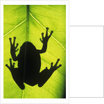 Silhouette of an Eastern Tree Frog (hyla Versicolor) Clinging to a Leaf, Walden, Ontario, Canada by Anonymous