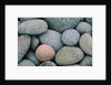 Detail of Pebbles on Long Island, Nova Scotia, Canada by Anonymous
