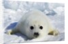 Harp Seal on the Ice in the Gulf of St Lawrence, Maritime Provinces, Canada by Anonymous