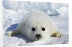 Harp Seal on the Ice in the Gulf of St Lawrence, Maritime Provinces, Canada by Anonymous