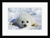 Harp Seal on the Ice in the Gulf of St Lawrence, Maritime Provinces, Canada by Anonymous
