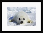 Harp Seal on the Ice in the Gulf of St Lawrence, Maritime Provinces, Canada by Anonymous