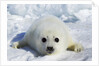 Harp Seal on the Ice in the Gulf of St Lawrence, Maritime Provinces, Canada by Anonymous