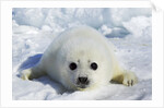 Harp Seal on the Ice in the Gulf of St Lawrence, Maritime Provinces, Canada by Anonymous