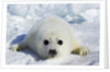 Harp Seal on the Ice in the Gulf of St Lawrence, Maritime Provinces, Canada by Anonymous