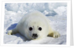 Harp Seal on the Ice in the Gulf of St Lawrence, Maritime Provinces, Canada by Anonymous