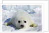 Harp Seal on the Ice in the Gulf of St Lawrence, Maritime Provinces, Canada by Anonymous