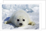 Harp Seal on the Ice in the Gulf of St Lawrence, Maritime Provinces, Canada by Anonymous