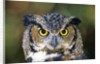 Great Horned Owl (Bubo Virginianus) Portrait, Canada by Anonymous
