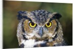 Great Horned Owl (Bubo Virginianus) Portrait, Canada by Anonymous