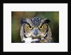 Great Horned Owl (Bubo Virginianus) Portrait, Canada by Anonymous