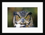 Great Horned Owl (Bubo Virginianus) Portrait, Canada by Anonymous