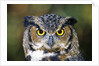Great Horned Owl (Bubo Virginianus) Portrait, Canada by Anonymous