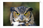 Great Horned Owl (Bubo Virginianus) Portrait, Canada by Anonymous