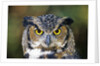 Great Horned Owl (Bubo Virginianus) Portrait, Canada by Anonymous