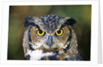 Great Horned Owl (Bubo Virginianus) Portrait, Canada by Anonymous