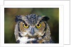 Great Horned Owl (Bubo Virginianus) Portrait, Canada by Anonymous