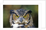 Great Horned Owl (Bubo Virginianus) Portrait, Canada by Anonymous
