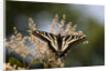 Pale Swallowtail Butterfly, Canada by Anonymous