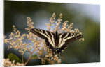 Pale Swallowtail Butterfly, Canada by Anonymous