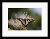 Pale Swallowtail Butterfly, Canada by Anonymous