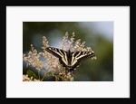 Pale Swallowtail Butterfly, Canada by Anonymous