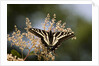 Pale Swallowtail Butterfly, Canada by Anonymous