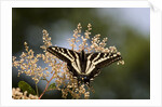 Pale Swallowtail Butterfly, Canada by Anonymous