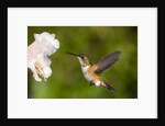 Rufous Hummingbird, Canada. by Anonymous