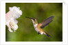 Rufous Hummingbird, Canada. by Anonymous