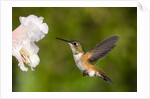 Rufous Hummingbird, Canada. by Anonymous