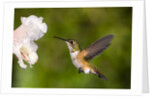 Rufous Hummingbird, Canada. by Anonymous