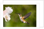 Rufous Hummingbird, Canada. by Anonymous