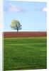 Lone Tree Blowing in Wind Near Sussex, New Brunswick, Canada. by Anonymous