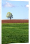 Lone Tree Blowing in Wind Near Sussex, New Brunswick, Canada. by Anonymous
